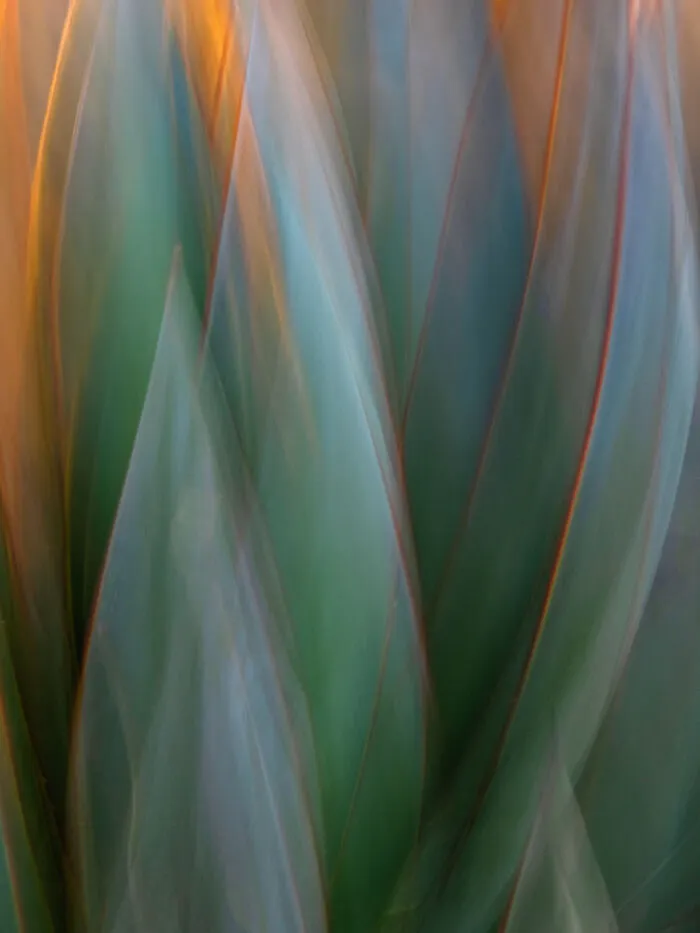 3rd Place In The Category Of Plants: "Golden Agave" By Beth Debor