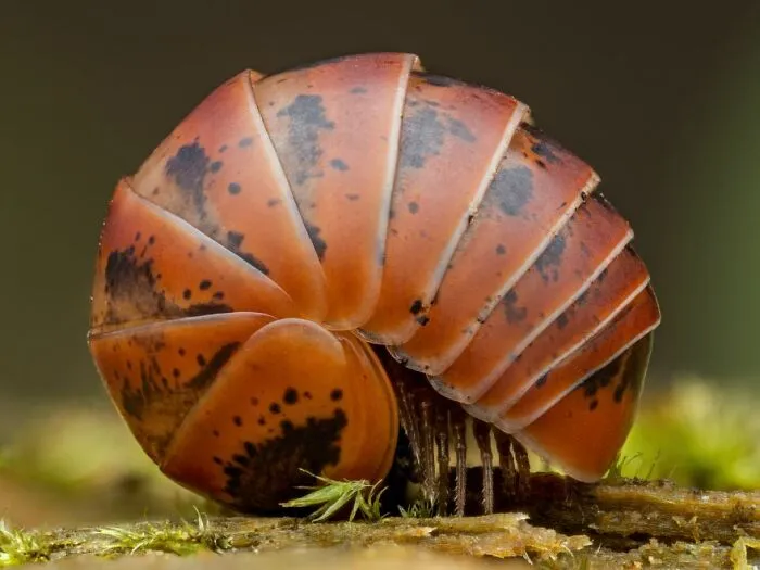 2nd Place In The Category Of Invertebrate Portrait: "Orange Isopod" By Manfred Auer
