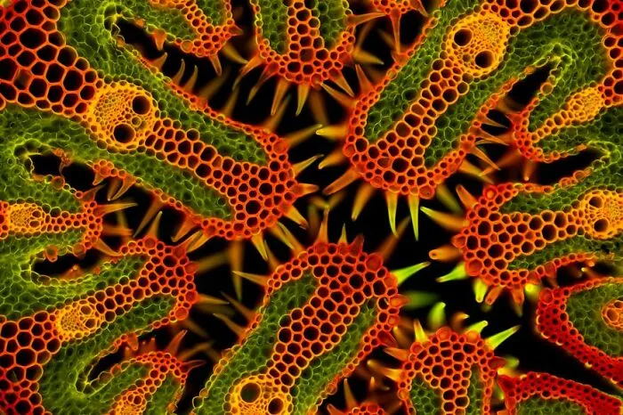 1st Place In The Category Of Micro: "Beach Grass" By Gerhard Vlcek