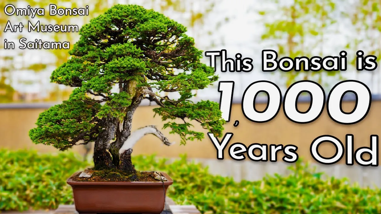 Exploring The World Of Bonsai