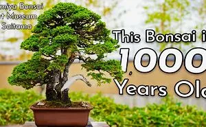Exploring The World Of Bonsai