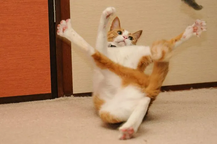 25 Funny Cat Photos You Need To See | Amazon