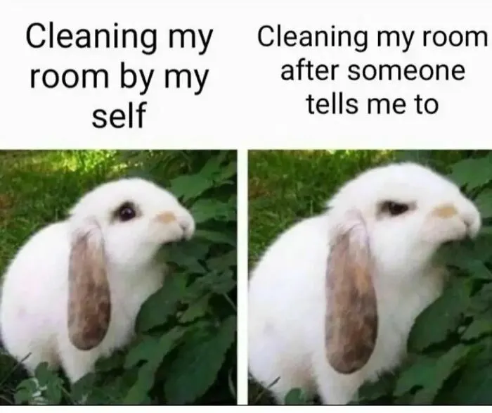 A rabbit meme illustrating introvert behavior differences in cleaning a room independently versus when prompted.