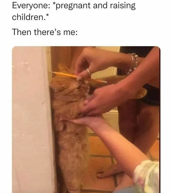 Orange cat standing against the wall being measured, humorous depiction of introvert memes.