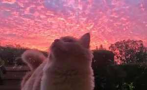 50 Pictures Of Pets Being Incredibly Silly To Make You Laugh