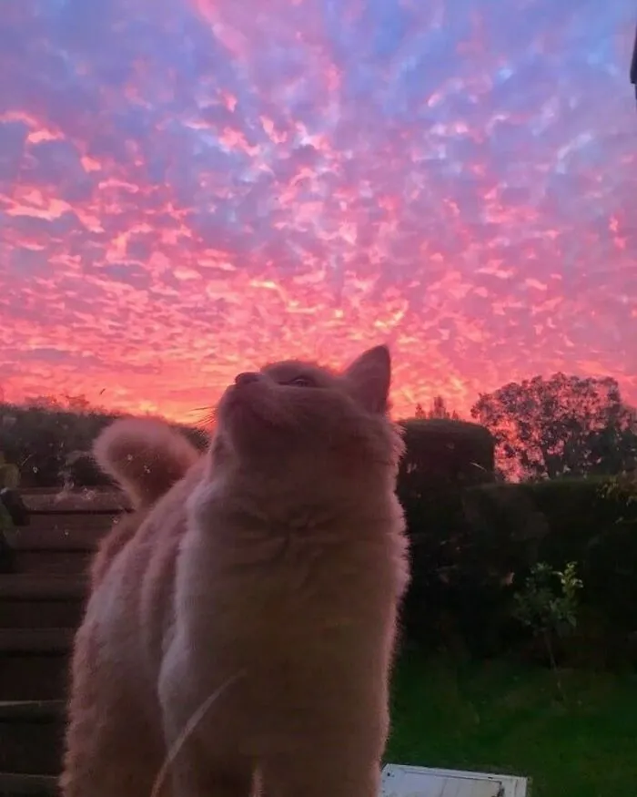 Hilarious-Animal-Pics