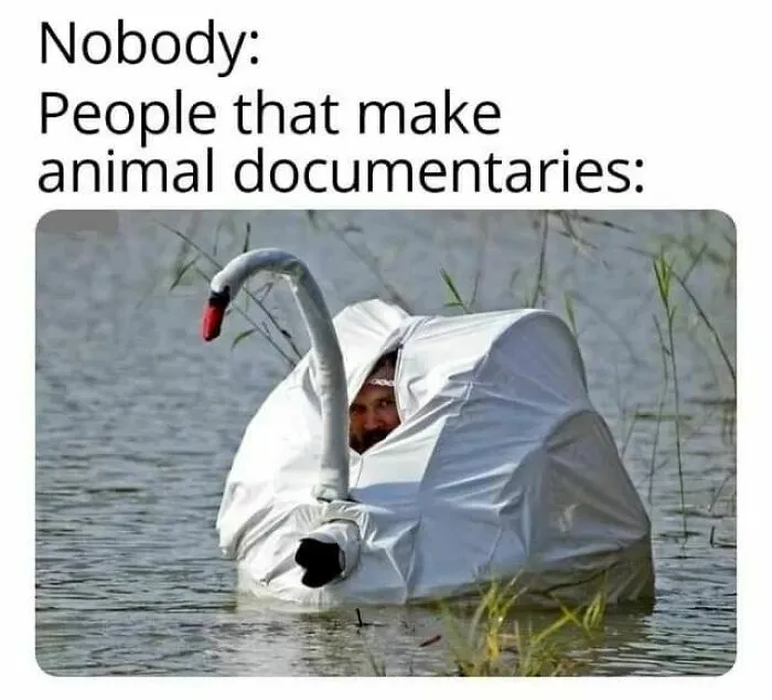 Person in swan disguise in a pond, capturing an introvert meme scenario humorously.