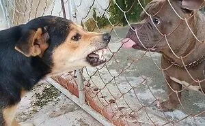 50 Pictures Of Pets Being Incredibly Silly To Make You Laugh