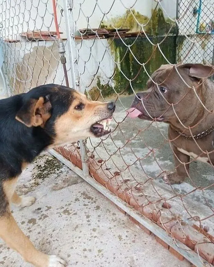 Hilarious-Animal-Pics