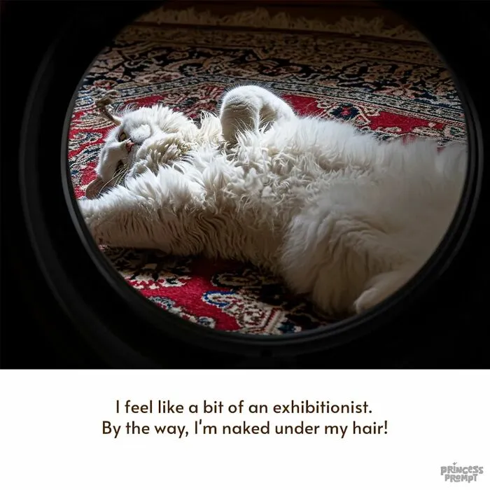 The Secret Life Of Cats