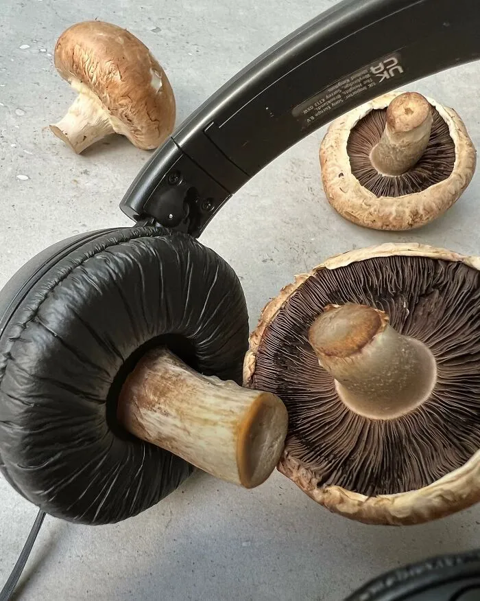 I Blend Two Unrelated Objects Into One Visually Recognizable Piece (35 New Pics)