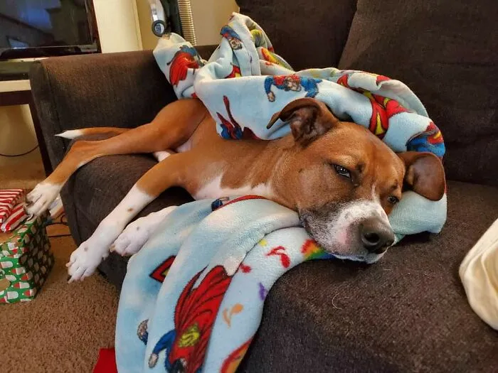 Buddy The Boxer