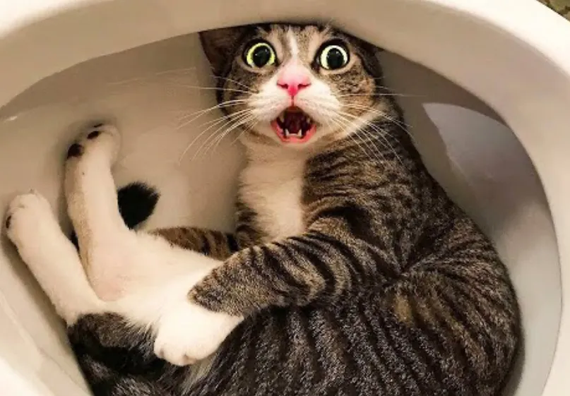 Funniest Pet Pictures