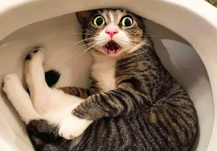 Funny Picture Of Cat In Toilet