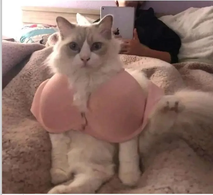Hey Pandas, What Are Some Of The Best Memes You Saw Recently