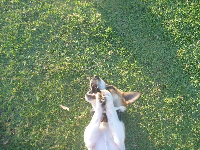 Jack Russel Holding His Bone