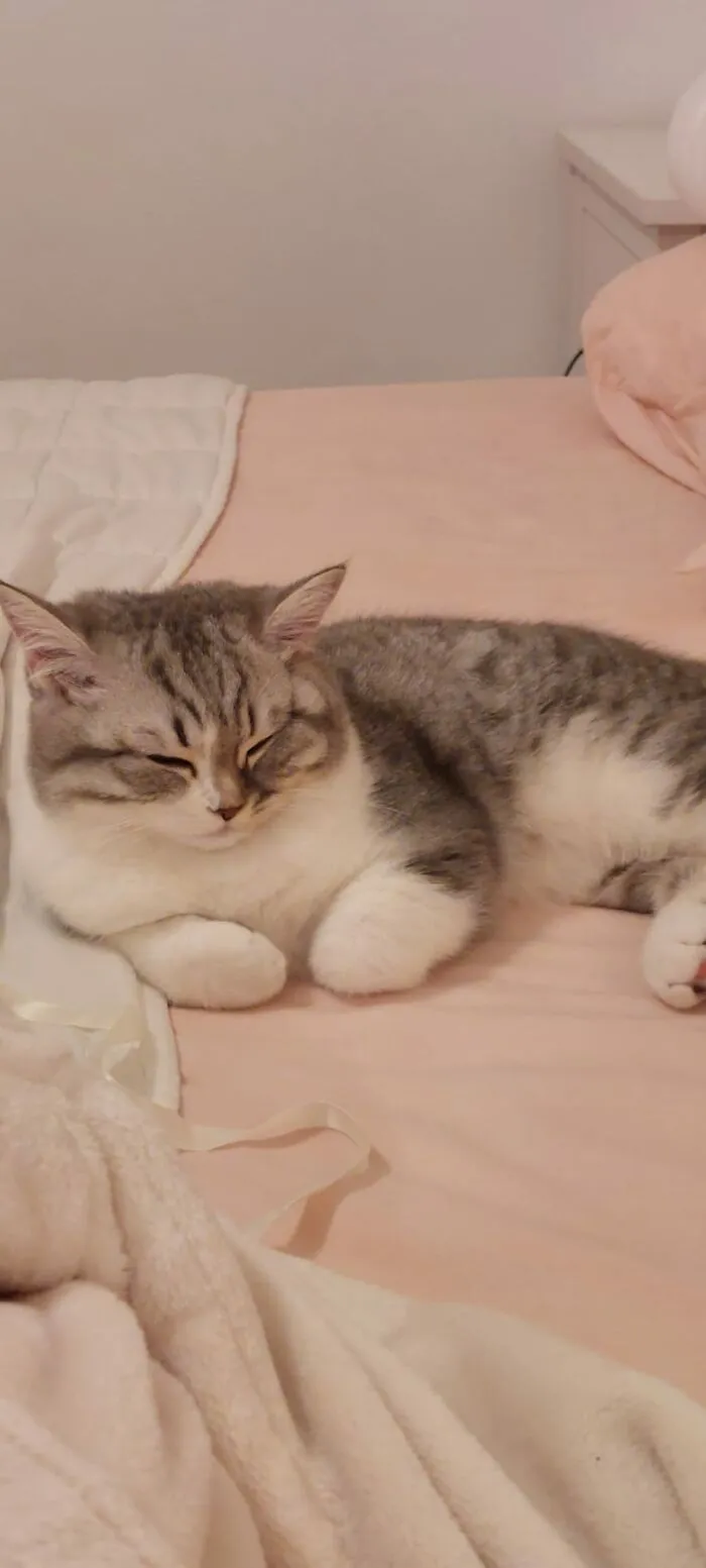 This Picture Of My Cat