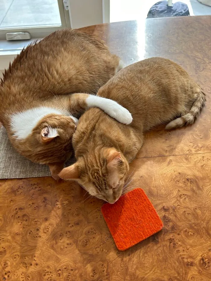 They Passed Out While Wrestling. He (8 Kilos) Lets Her Win