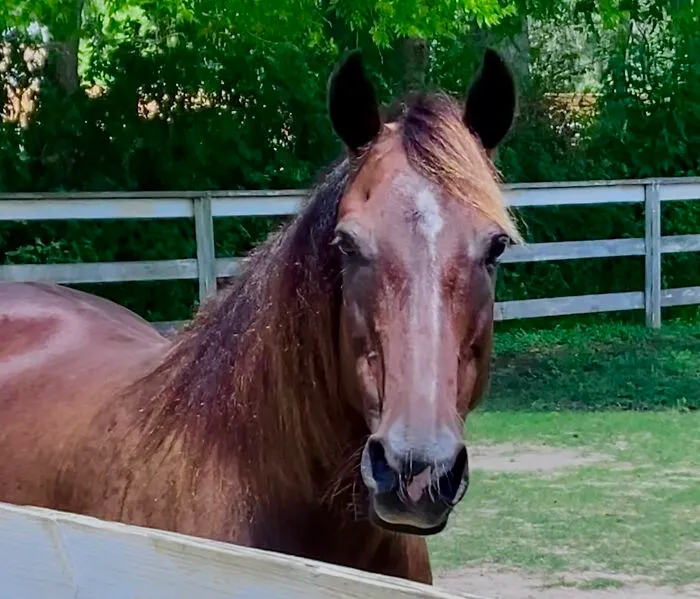 Titan. He Came Out Of An Abusive Home And I Started Working With Him Right After I Came Out Of An Abusive Situation. We Trauma Bonded, And For Years He Got Me Through Everything. I Got To See Him Go From Terrified To Trusting And Steady. I Wouldn’t Be Here Without Him. I Like To Think He Would Say The Same For Me