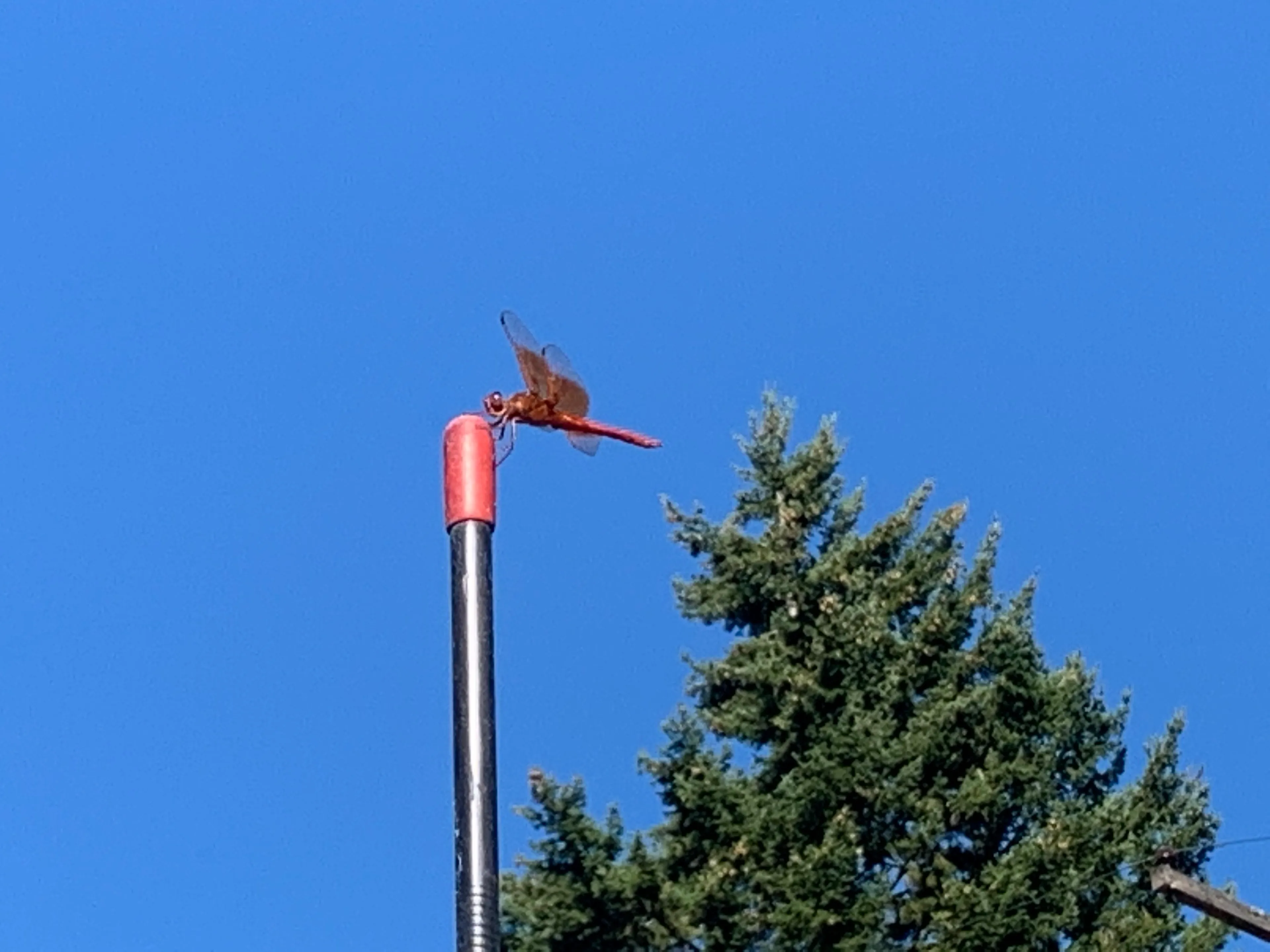 Dragonfly