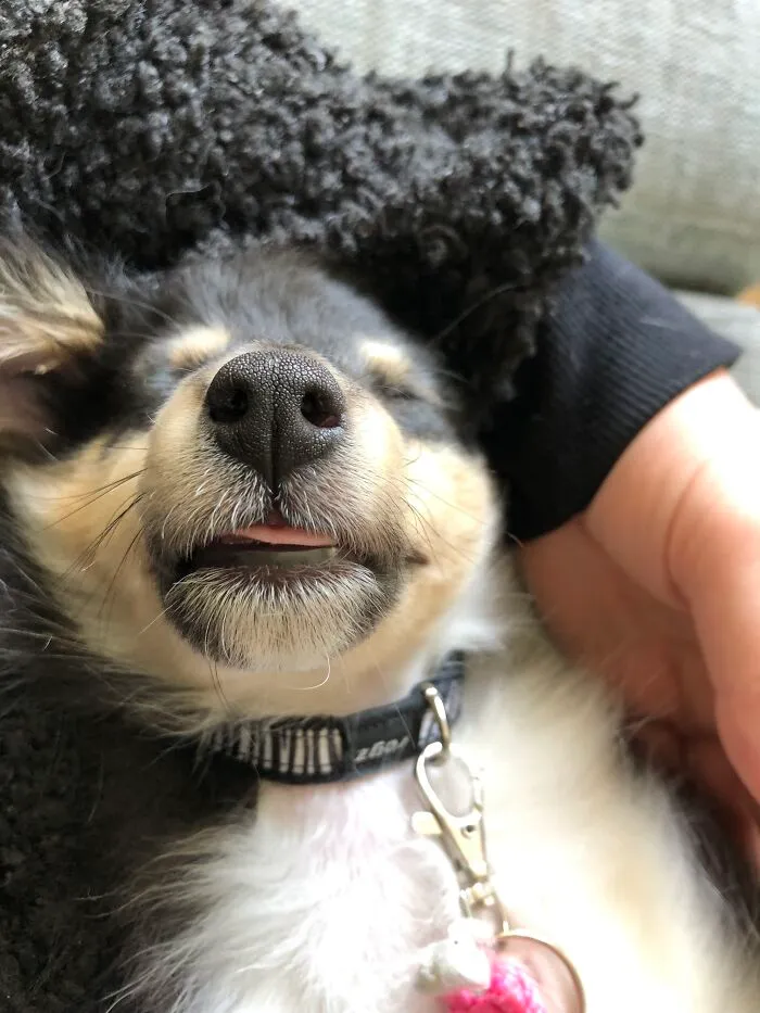 Can I Upload A Second One? This Is Aiko At 9 Weeks Old With The Cutest Little Blep And I Just Had To Share
