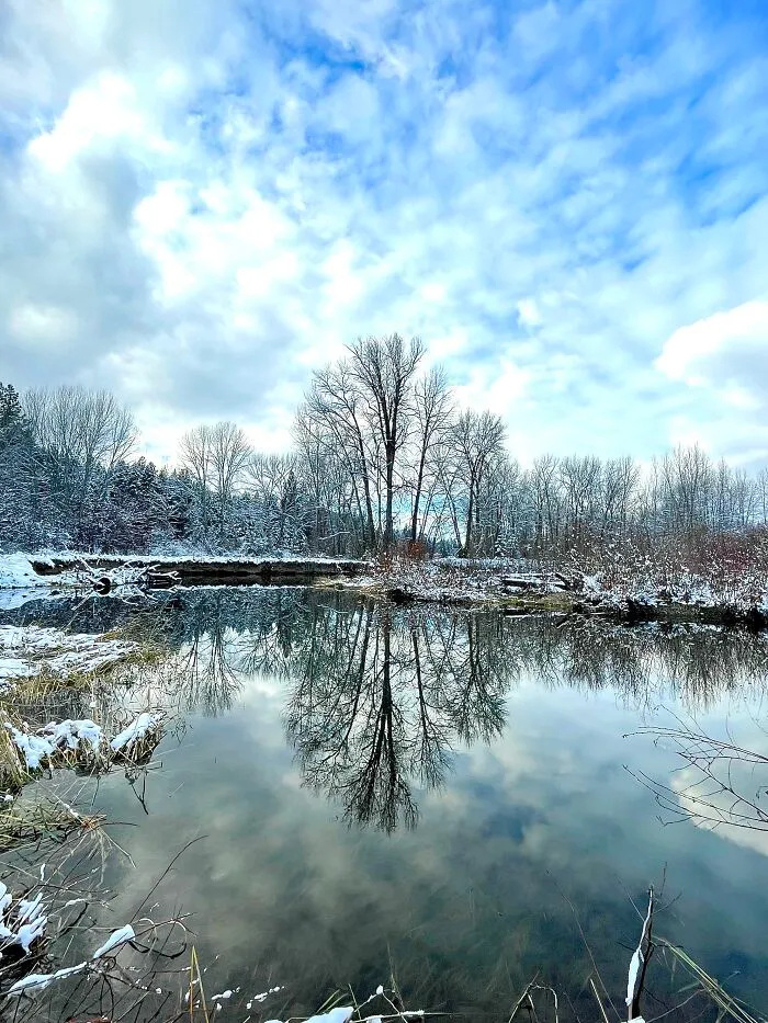 I Took This Picture Of The Creek That Runs Behind My House, A Beaver Dammed It Up And This Is The Result