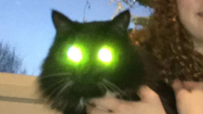 Usig The Flash When Photographing Your Pets - Would Not Recommend