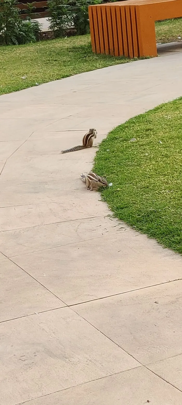 Squirrels Are Always Busy