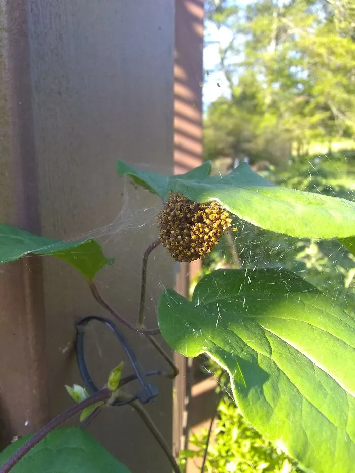 Baby Spiders!
