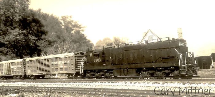 Cattle By Rail