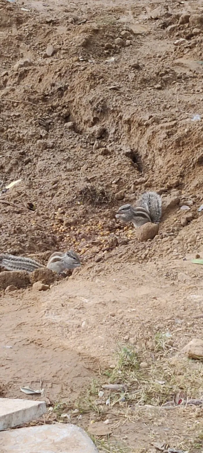 Squirrels Enjoying Snacks