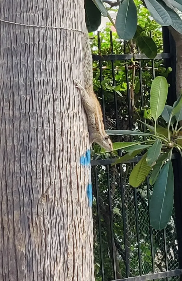 Squirrel On Prowl