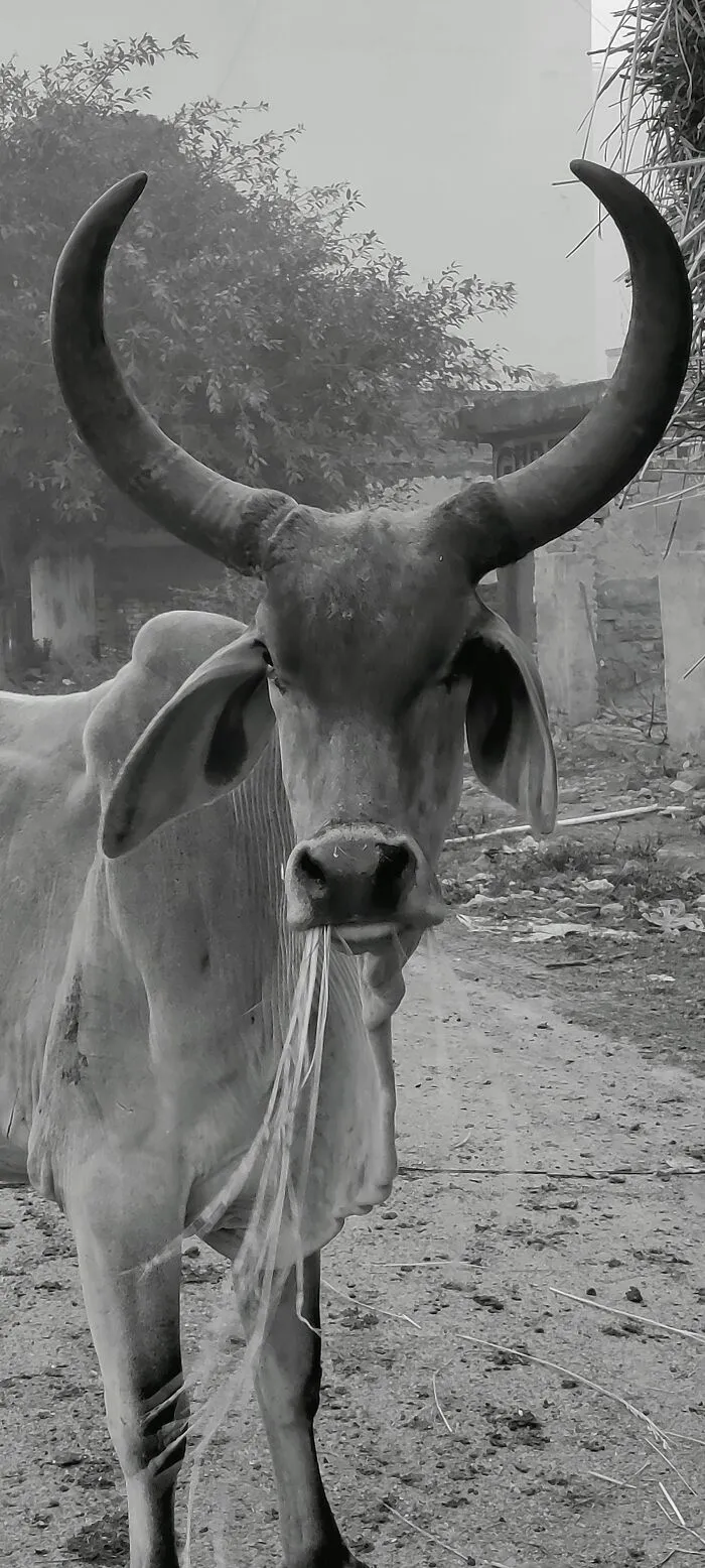 Photogenic Cow