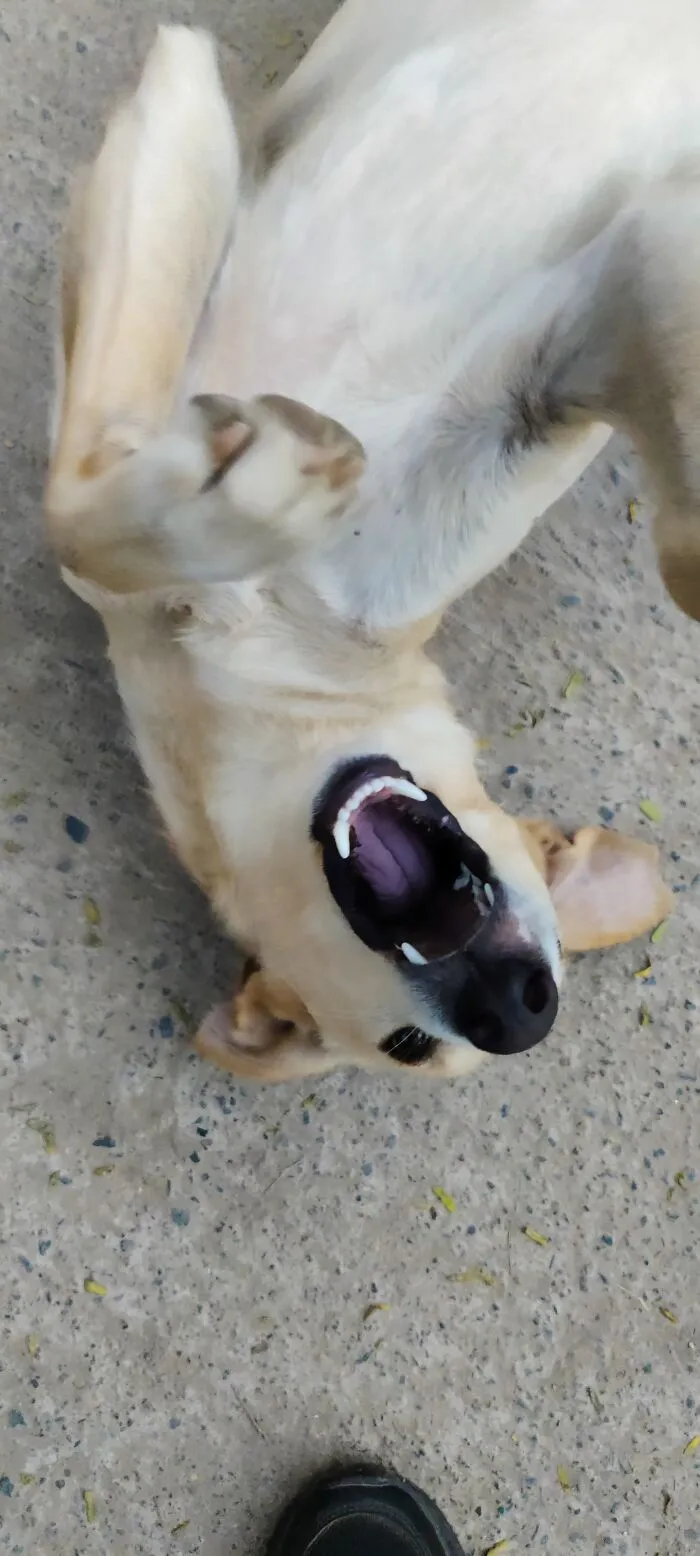 Playful Street Doggy