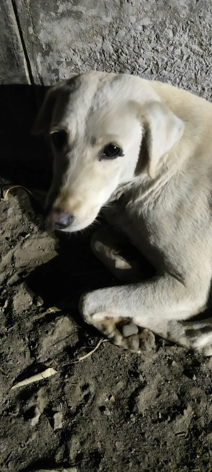 Doggo I Met During Morning Walk. I Think I Woke Him Up