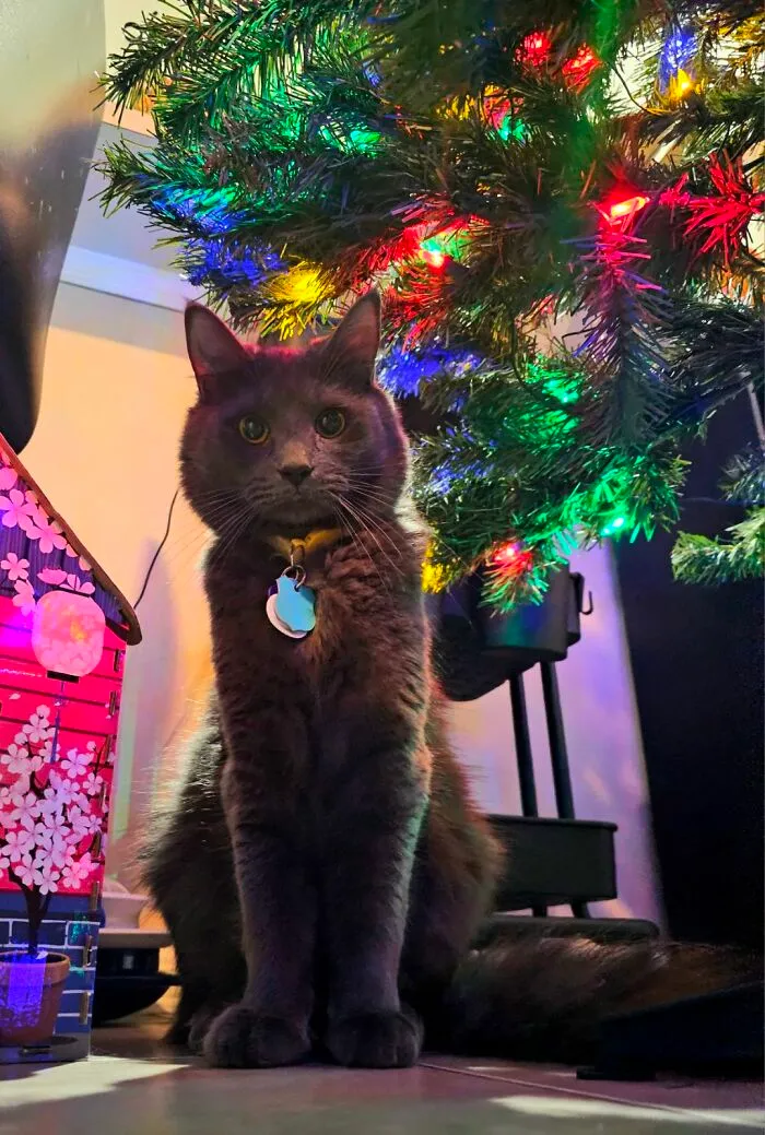 Daughter's Cat, Luffy, With His First Christmas Tree.  (Daughter Took Photo.)