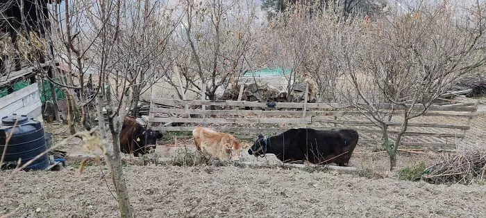 Mountain Cows