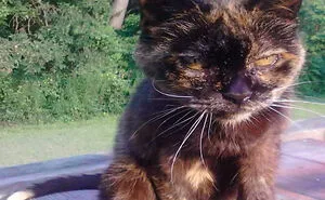 Hey Pandas, Post A Picture Of A Pet That Is No Longer With Us