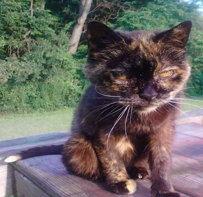 Tippy. (Named Because Of Her Tail)  Lived To Be 27 Years Old