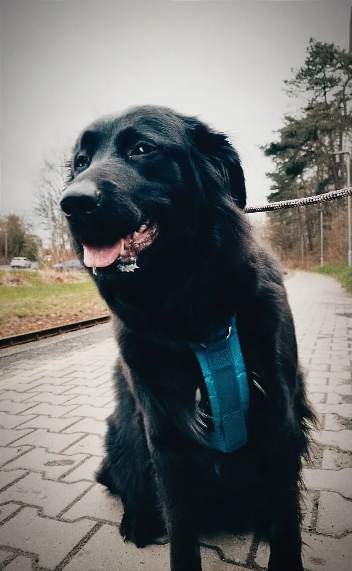 My Doggo Looks Like She Is Judging Someone's Action While At A Train Station