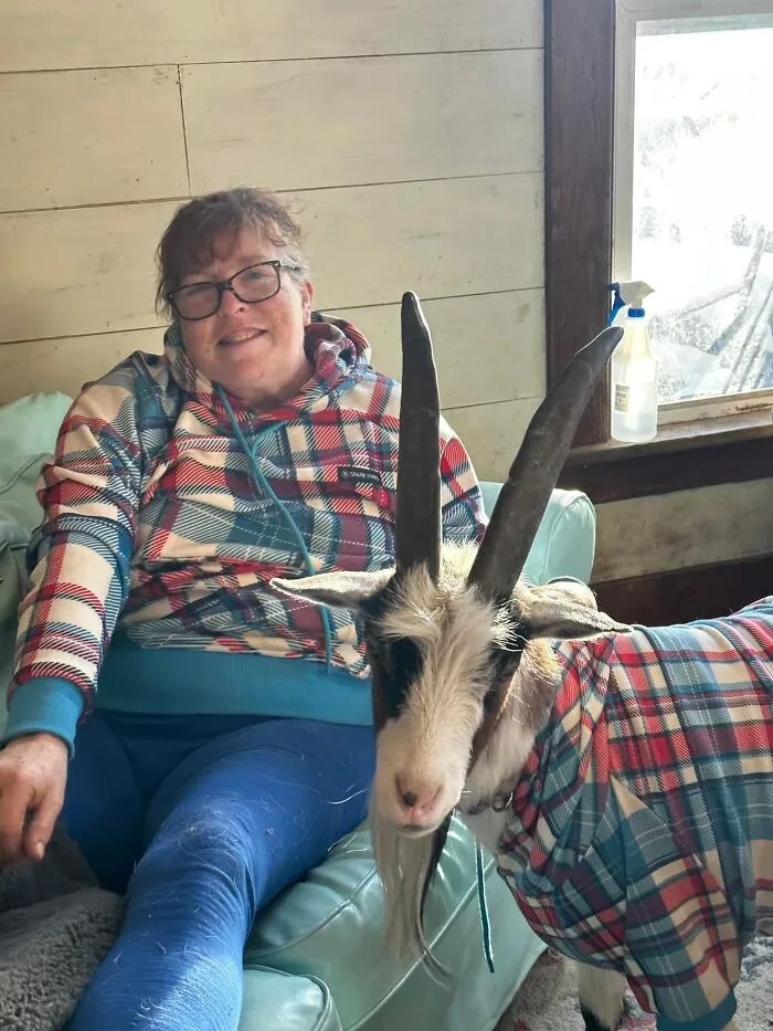 Twinning With Dobby The House Goat