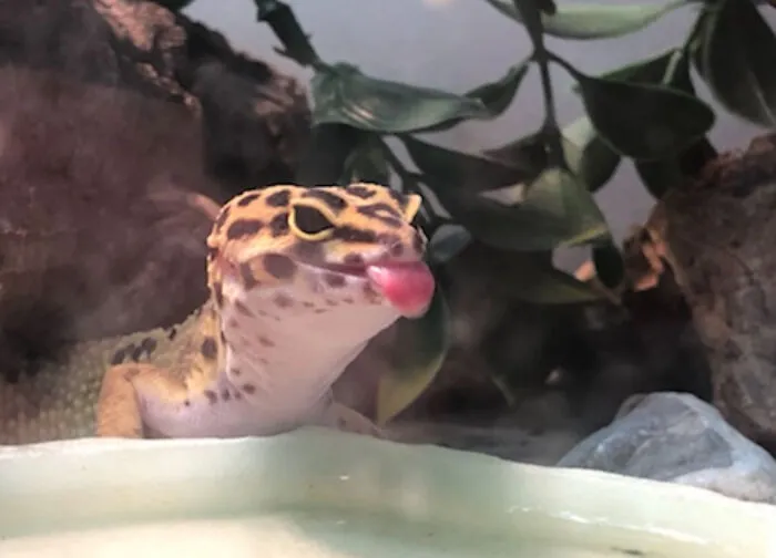This Is Olly, I Tried To Take A Regular Picture But She Stuck Out Her Tongue That Exact Moment