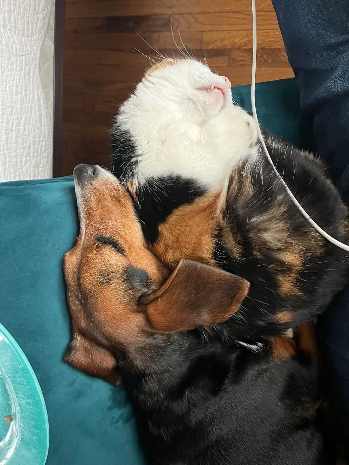 The Dog Has Mellowed Out In The Past Six Months And The Cat Has Become More Social, Which Means Occasionally Something Like This Happens