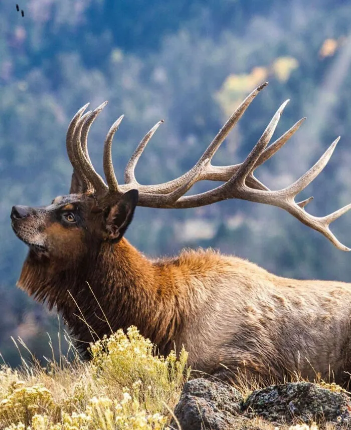 Imaginary creature with a wolf's head and deer antlers, created by fusing two animals in a natural landscape.