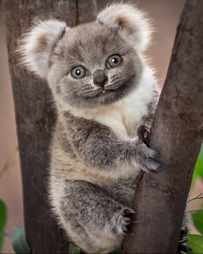 Pandacat