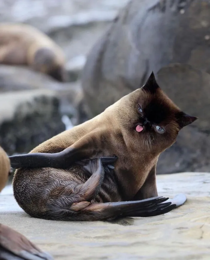 Sealkittie