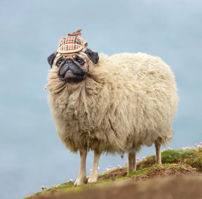 Detective Sheepdog