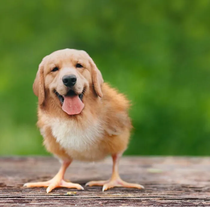 Tucker The Pupchick