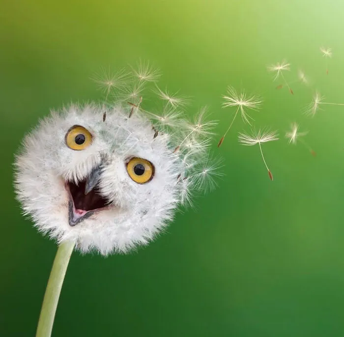 Dandy Owlion