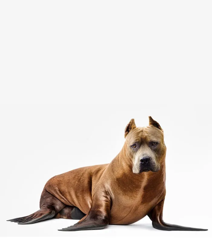 Land Seal
